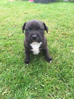 dogsandpupsdaily:  - Staffordshire Bull Terrier. Want more? Follow:http://dogsandpupsdaily.tumblr.com/