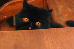 gourmandghast:  eveshka:  neon-casket:  this cat is chubby halloween