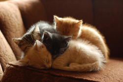 animatedamerican:  hangontothevine:  ydrill:  Cats in piles 