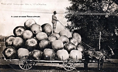 Pommes géantes. Les photomontages des années 1910.