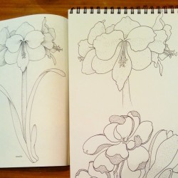 Another flower study. Stippliiiing. #flowers #stippling