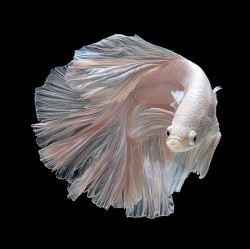 asylum-art:  Some beautiful portraits of Siamese Fighting Fishes,