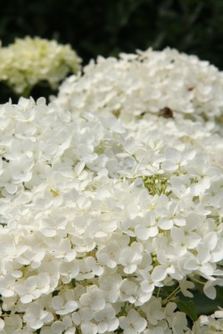 greenreblooming:  plants for florescence_white flowers: Hydrangea