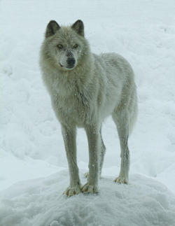 beautiful-wildlife:  Cold Stare by Steve McKinzie 