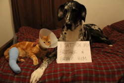 fight-0ff-yourdem0ns:  dogshame:  i sat on my brother and broke