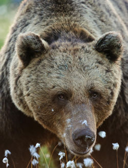 fuck-yeah-bears:  Old brown bear portrait by Erik Mandre