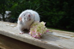 karasratworld:  Hydrangea photoshoot <3 Rats are the cutest