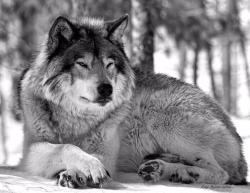 wolfsheart-blog:  Alpha: Photo for NatGeo 