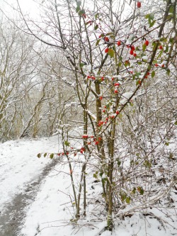 vwcampervan-aldridge:  Red Berries in the snow, Chasewater Country