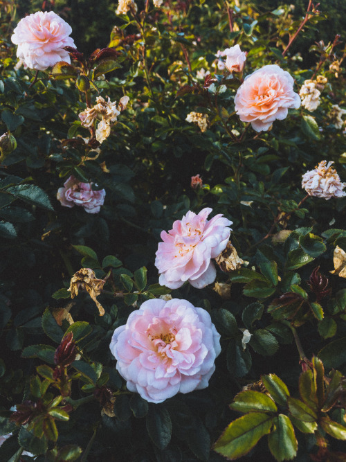 vvnnie:  San Diego gardens // Instagram / Website