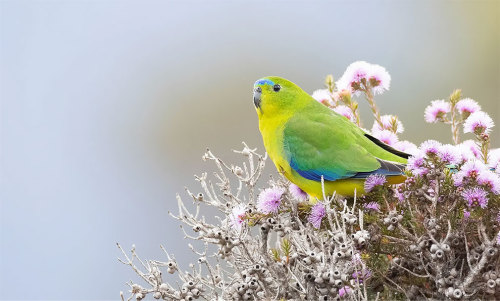 sitting-on-me-bum:    Orange-bellied parrot.The critically endangered