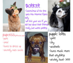 doctornsara:  TAG YOURSELF: Doggo edition I made a thing for