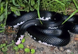 twofacedsheep:  Piebald Persian Rat Snake. 