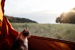 eartheld:  chrisbrinleejr:  Took Finch on her first camping