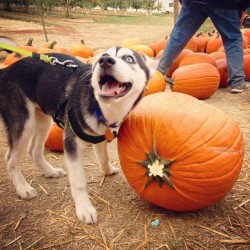 ablackflash:  Baby’s first Harvest!! #pumpkin #husky