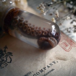 ladylockslife:A few rounded bottle Octopus necklaces are now