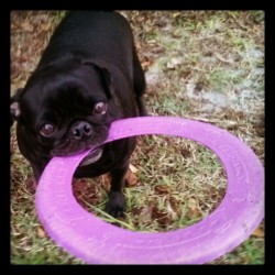 Gypsy, with her binky. #Favorite #Toy #Pugstagram #Pugs #Pug