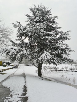 vwcampervan-aldridge:  Snow covered Fir Tree near Brewood, Staffordshire,