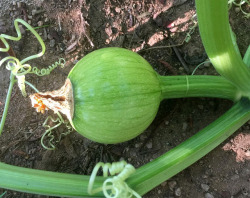 pumpkin-patch:breaking news: the pumpkin you’re gonna carve