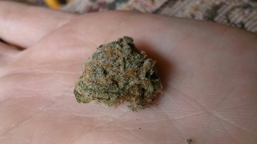 wereallfuckinghigh:    Powerplant sativa