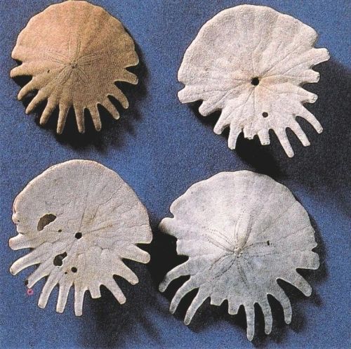 equatorjournal:  Heliophora orbiculus, Pleistocene, Gambia. 