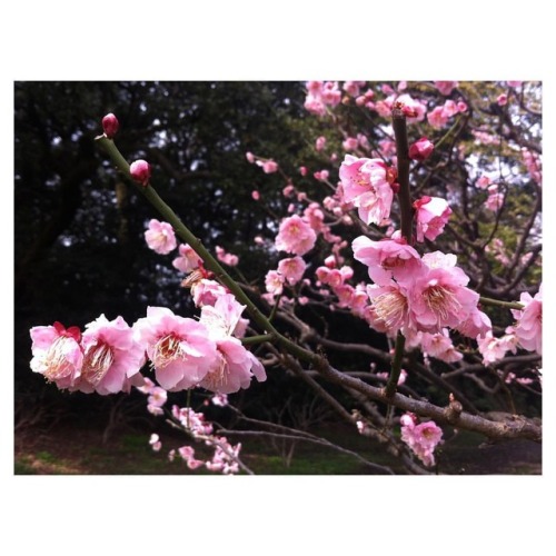 sakura in tokyo. 2015. . . . #sakura #hanami