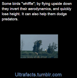 ultrafacts:Whiffling is a term used in ornithology to describe