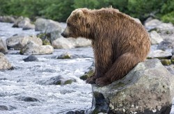 theanimalblog:  Photographer Sergey Gorshkov watched theis grizzly