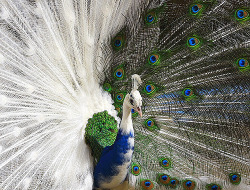 fat-sassy-panda:  jeffreymann:  Piebald Peacock. This is a piebald