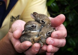 Baby Animal Posts