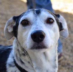 shelterpetproject:  Higgins is a wonderful dog!  He’s very