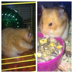 I always come home to thick girls 😉🐹🐹 #hamstersofinstagram