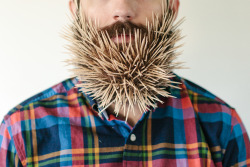 willitbeard:  Beard and Picks