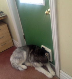 tastefullyoffensive:  Guard dog on duty. [x] 