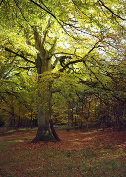 wanderthewood:Savernake Forest, Wiltshire, England by SlartyB52