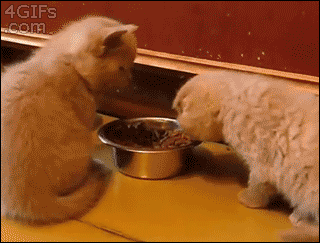 catgoddess:  awwww-cute:  Get away from my food! Wait… You’re…