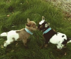 babyanimalgifs:  you goat a friend in me