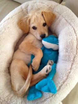 cute-overload:  Snuggle-time with Mr. Froghttp://cute-overload.tumblr.com