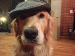 cute-overload:  My Golden, Voltaire, thinks he’s French. Little