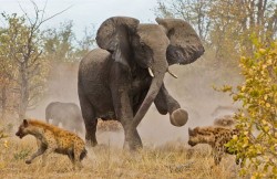 Back off, buddy (a mother elephant defending her young against