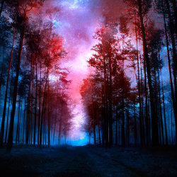 natureandgalaxy:  magical forest on We Heart It. http://weheartit.com/entry/67616214
