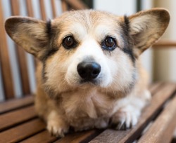 thegits:  thedogist:  Scout, Pembroke Welsh Corgi (13 y/o), West