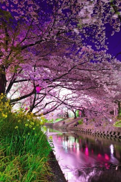 bluepueblo:  Cherry Blossom River, Kyoto, Japan photo via annette