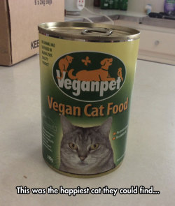 srsfunny:  What Cats Think Of Vegan Foodhttp://srsfunny.tumblr.com/