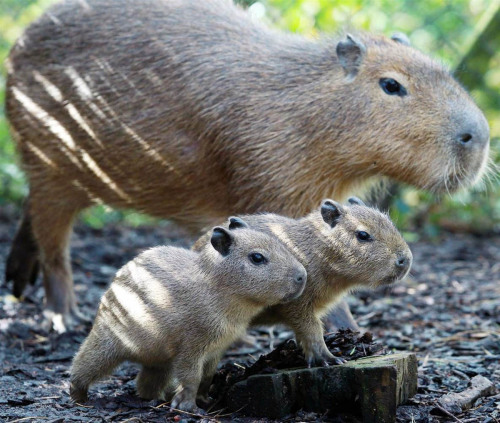 Gentle giants (Capybara with her young … these South American animals are the world’s largest rodent and can grow to be 4.5 feet long and weigh up to 140 lbs)