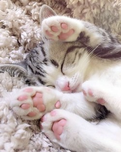 cute-pet-animals-aww: Pink bubble gum paw pads