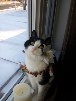 winterclaw:  my moms decorating the tree so i decorated my cat