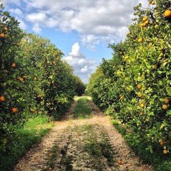 visit-florida:We Love Sunshine & Citrus