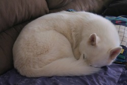 6woofs:  Have a husky powdered donut for the morning crowd. 