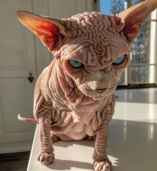 awesome-picz:    This Extra-Wrinkly Evil-Looking Cat Is Actually